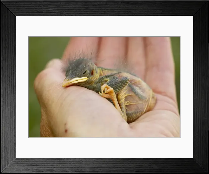 Framed Print : Baby western bluebird (Sialia mexicana), Douglas County, Colorado, United States of America Framed Print : Baby western bluebird (Sialia mexicana), Douglas County, Colorado, United States of America