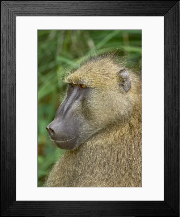 Framed Print : Chacma baboon (Papio ursinus), Kruger National Park, South Africa, Africa Framed Print : Chacma baboon (Papio ursinus), Kruger National Park, South Africa, Africa