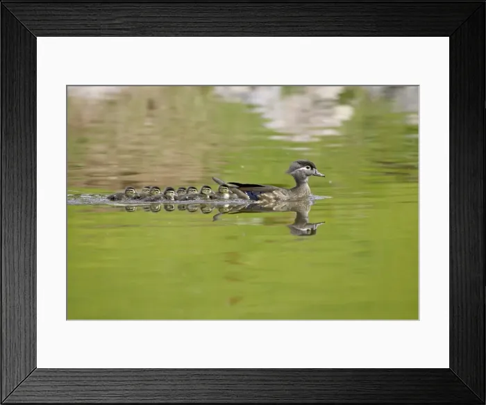 Framed Print : Wood duck (Aix sponsa) hen and ducklings swimming, Arapahoe County, Colorado