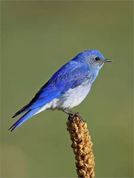 Male mountain bluebird (Sialia currucoides), Douglas County, Colorado, United States of America