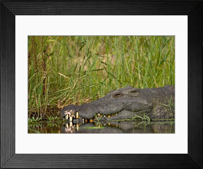 Framed Print : Nile crocodile (Crocodylus niloticus), Kruger National Park, South Africa, Africa Framed Print : Nile crocodile (Crocodylus niloticus), Kruger National Park, South Africa, Africa