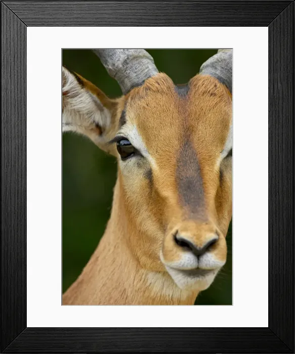 Framed Print : Male impala (Aepyceros melampus), Kruger National Park, South Africa, Africa Framed Print : Male impala (Aepyceros melampus), Kruger National Park, South Africa, Africa