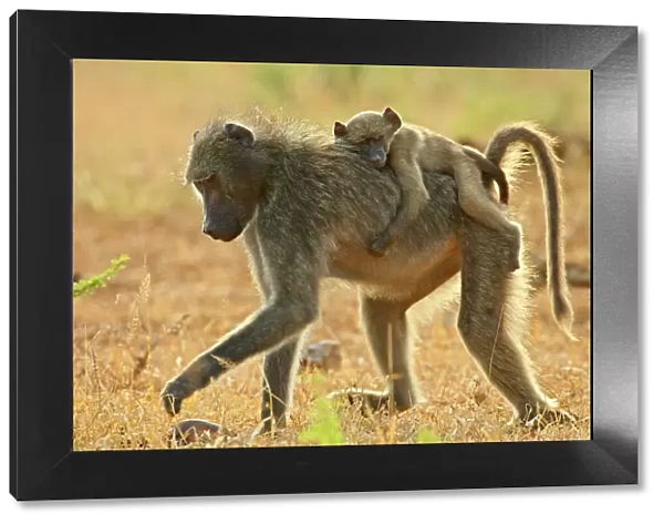 Infant Chacma baboon (Papio ursinus) riding on its mothers back, Imfolozi Game Reserve