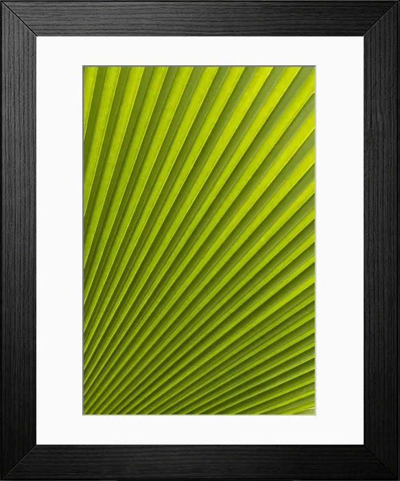 Framed Print : Palm leaf, Botanical Gardens, Georgetown, Penang, Malaysia, Southeast Asia, Asia Framed Print : Palm leaf, Botanical Gardens, Georgetown, Penang, Malaysia, Southeast Asia, Asia