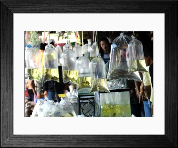 Framed Print : Bags of tropical fish, Chatuchak weekend market, Bangkok, Thailand, Southeast Asia, Asia Framed Print : Bags of tropical fish, Chatuchak weekend market, Bangkok, Thailand, Southeast Asia, Asia