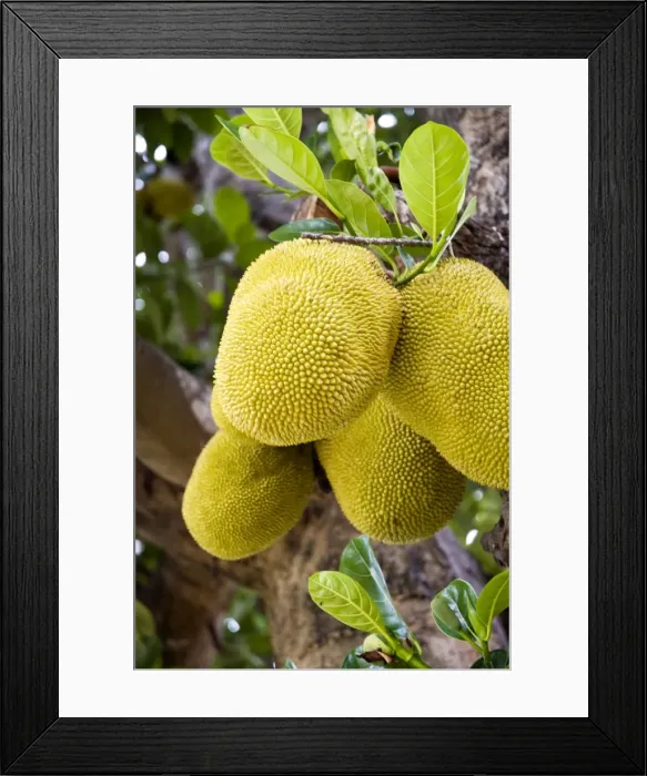 Framed Print : Jackfruit on tree, Ayuthaya, Thailand, Southeast Asia, Asia Framed Print : Jackfruit on tree, Ayuthaya, Thailand, Southeast Asia, Asia