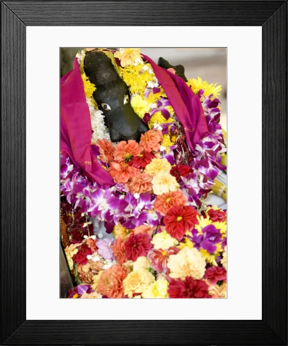 Framed Print : Hindu offering, flower garlands, Georgetown, Penang, Malaysia, Southeast Asia, Asia Framed Print : Hindu offering, flower garlands, Georgetown, Penang, Malaysia, Southeast Asia, Asia