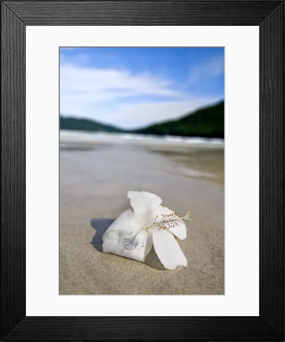 Framed Print : Hibiscus flower on beach, Perhentian islands, Malaysia, Southeast Asia, Asia Framed Print : Hibiscus flower on beach, Perhentian islands, Malaysia, Southeast Asia, Asia