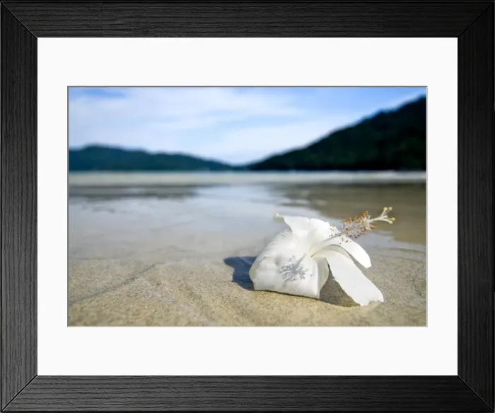 Framed Print : Hibiscus flower on beach, Perhentian islands, Malaysia, Southeast Asia, Asia Framed Print : Hibiscus flower on beach, Perhentian islands, Malaysia, Southeast Asia, Asia