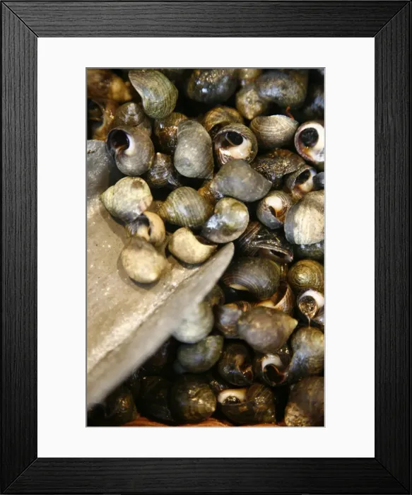 Framed Print : Snails at the market in Trouville were they sell sea food, Normandy, France, Europe Framed Print : Snails at the market in Trouville were they sell sea food, Normandy, France, Europe