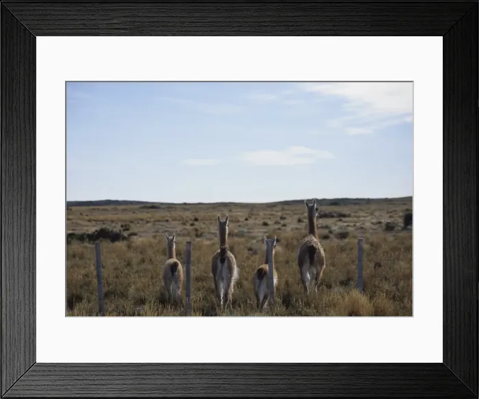 Framed Print : Guanacos walk away from fence, Tierra del Fuego, Argentina, South America Framed Print : Guanacos walk away from fence, Tierra del Fuego, Argentina, South America