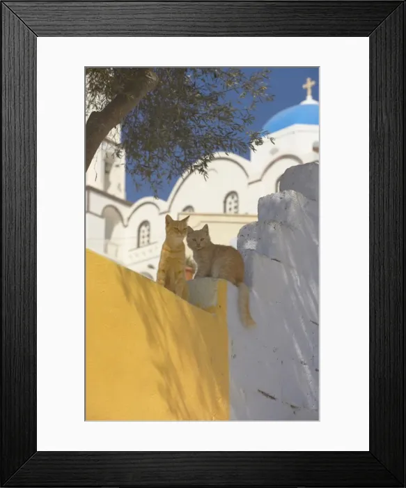 Framed Print : Cats in Akrotiri, Santorini, Cyclades, Greek Islands, Greece, Europe