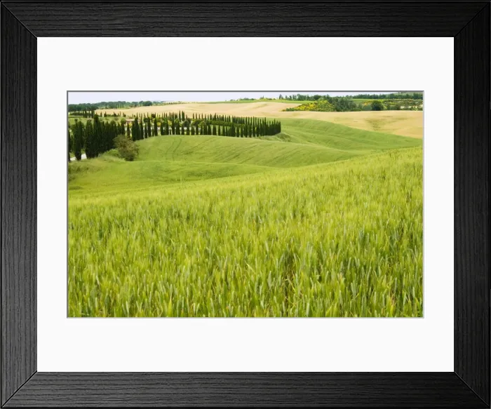 Framed Print : Crete Senesi area, Siena Province, Tuscany, Italy, Europe Framed Print : Crete Senesi area, Siena Province, Tuscany, Italy, Europe