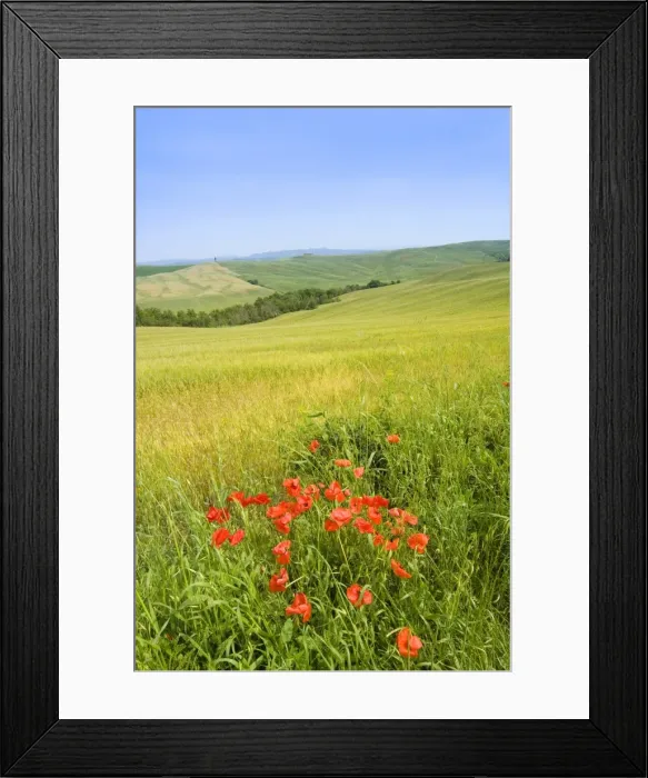 Framed Print : Crete Senesi area, near Asciano, Siena Province, Tuscany, Italy, Europe Framed Print : Crete Senesi area, near Asciano, Siena Province, Tuscany, Italy, Europe