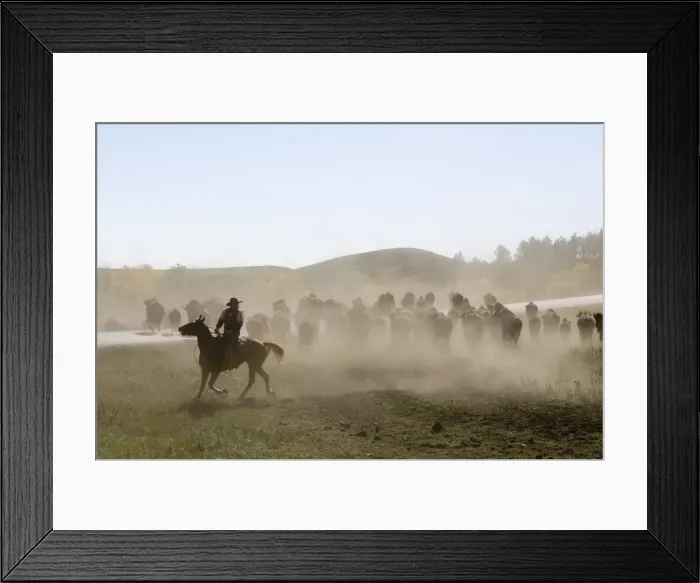 Framed Print : Cowboy pushing herd at Bison Roundup, Custer State Park, Black Hills, South Dakota Framed Print : Cowboy pushing herd at Bison Roundup, Custer State Park, Black Hills, South Dakota