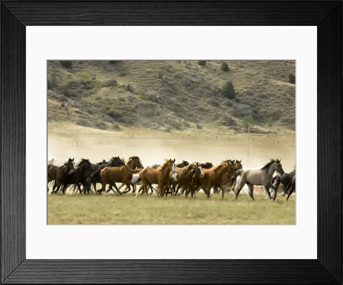 Framed Print : Black Hills Wild Horse Sanctuary, Hot Springs, South Dakota, United States of America Framed Print : Black Hills Wild Horse Sanctuary, Hot Springs, South Dakota, United States of America