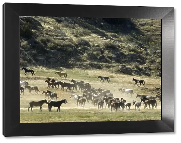 Black Hills Wild Horse Sanctuary, Hot Springs, South Dakota, United States of America