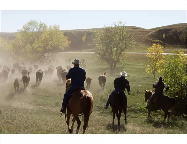 Cowboys pushing herd at Bison Roundup, Custer State Park, Black Hills, South Dakota