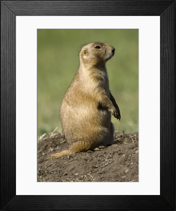 Framed Print : Prairie dog, Custer State Park, Black Hills, South Dakota, United States of America Framed Print : Prairie dog, Custer State Park, Black Hills, South Dakota, United States of America
