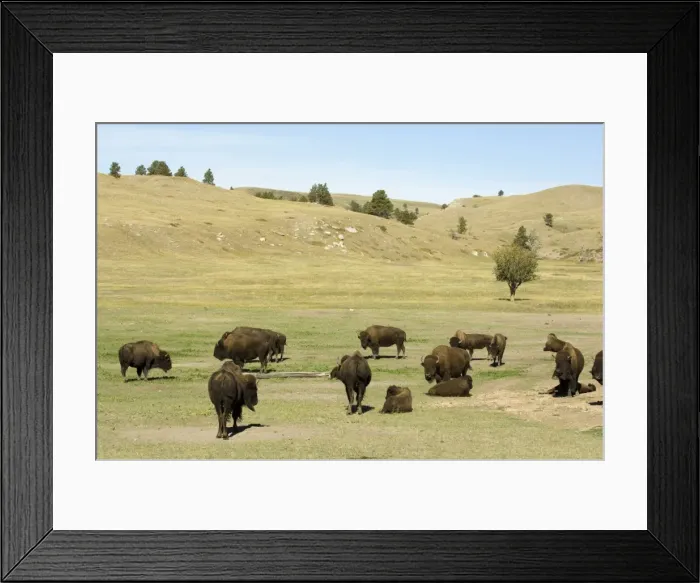 Framed Print : Bison Herd, Custer State Park, Black Hills, South Dakota, United States of America Framed Print : Bison Herd, Custer State Park, Black Hills, South Dakota, United States of America