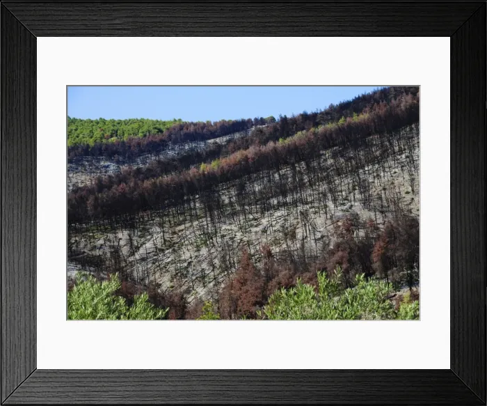 Framed Print : Forest fire devastation near Agnotas, Skopelos, Sporades Islands, Greek Islands Framed Print : Forest fire devastation near Agnotas, Skopelos, Sporades Islands, Greek Islands