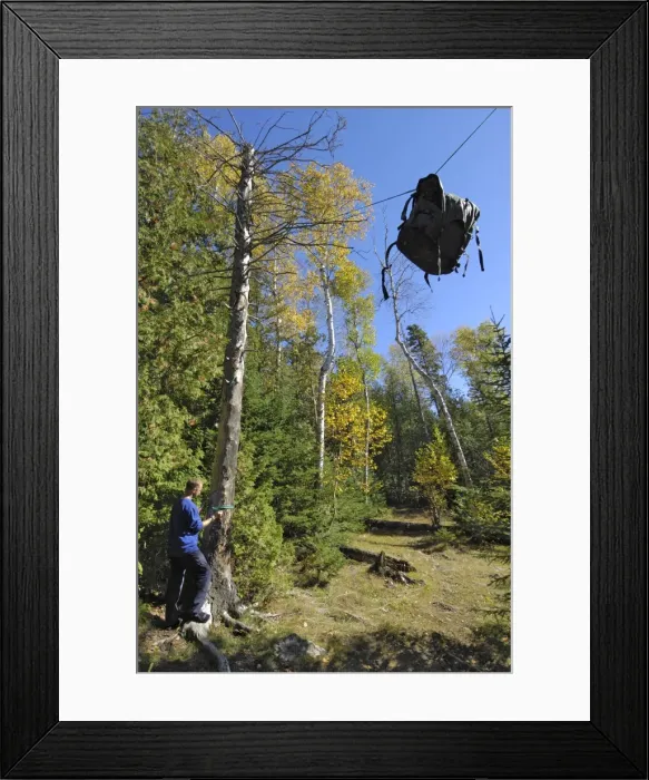 Framed Print : Bear Hang, food bag hung between two trees to protect it from bears, Boundary Waters Canoe Area Wilderness, Superior National Forest, Minnesota, United States of America Framed Print : Bear Hang, food bag hung between two trees to protect it from bears, Boundary Waters Canoe Area Wilderness, Superior National Forest, Minnesota, United States of America