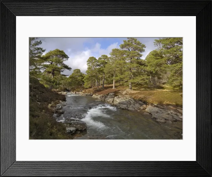 Framed Print : Scots Pine forest and Lui Water, Deeside, near Braemar, Cairngorms National Park Framed Print : Scots Pine forest and Lui Water, Deeside, near Braemar, Cairngorms National Park