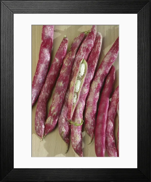 Framed Print : Borlotti beans Framed Print : Borlotti beans