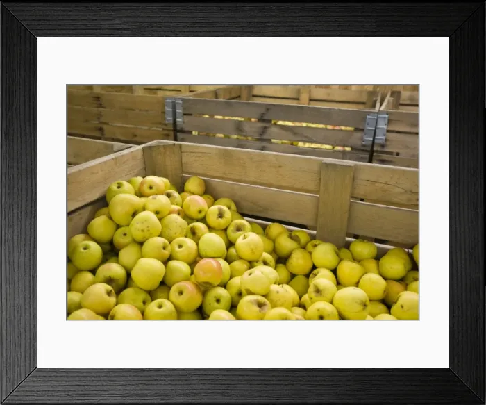 Framed Print : Apple orchard, Michigan, United States of America, North America Framed Print : Apple orchard, Michigan, United States of America, North America