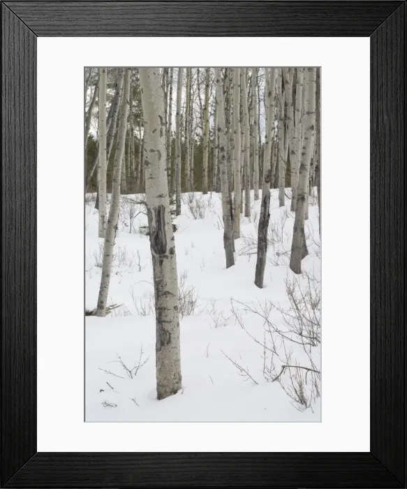Framed Print : Trees in snow at Pyramid Lake, Jasper National Park, UNESCO World Heritage Site Framed Print : Trees in snow at Pyramid Lake, Jasper National Park, UNESCO World Heritage Site