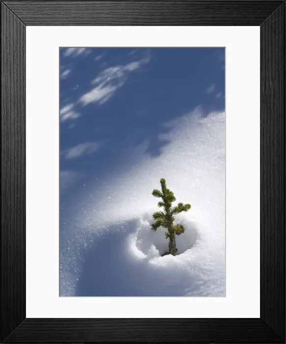 Framed Print : Bow Summit, Banff National Park, Alberta, Canada, North America