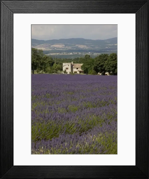 Framed Print : Lavender fields, Sault en Provence, Vaucluse, Provence, France, Europe Framed Print : Lavender fields, Sault en Provence, Vaucluse, Provence, France, Europe