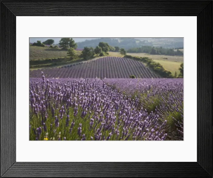 Framed Print : Lavender fields, Sault en Provence, Vaucluse, Provence, France, Europe Framed Print : Lavender fields, Sault en Provence, Vaucluse, Provence, France, Europe