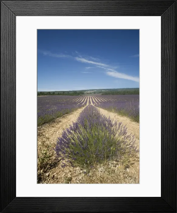 Framed Print : Lavender fields, Sault en Provence, Vaucluse, Provence, France, Europe Framed Print : Lavender fields, Sault en Provence, Vaucluse, Provence, France, Europe