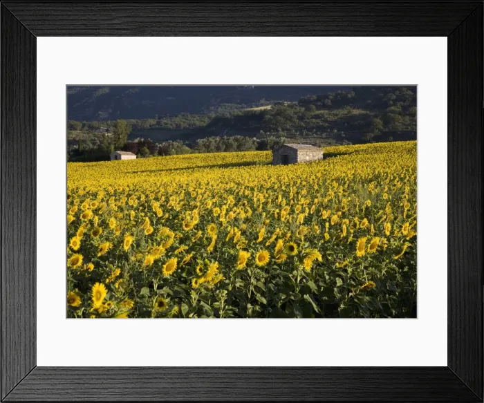 Framed Print : Sunflowers, Provence, France, Europe Framed Print : Sunflowers, Provence, France, Europe