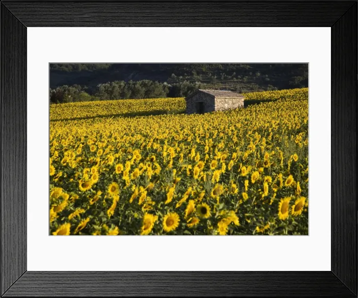 Framed Print : Field of sunflowers, Provence, France, Europe Framed Print : Field of sunflowers, Provence, France, Europe