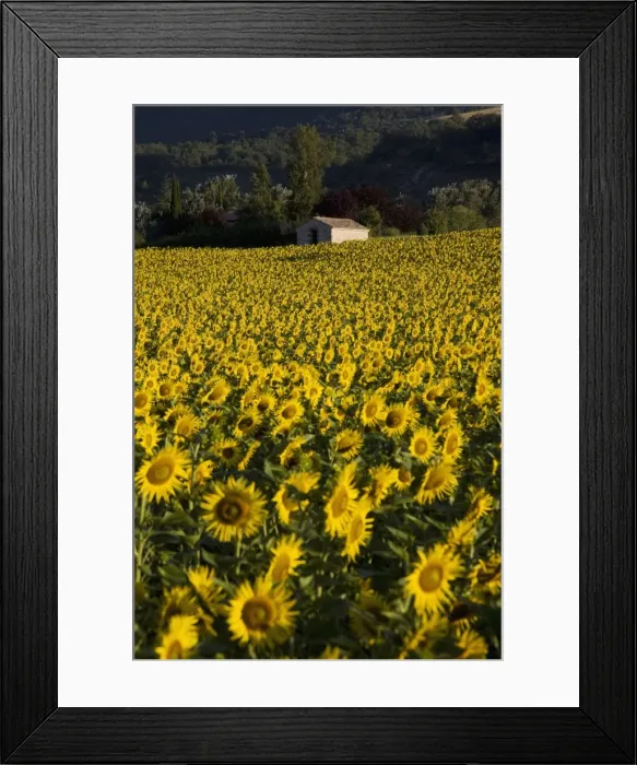 Framed Print : Field of sunflowers, Provence, France, Europe