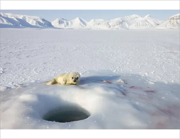 Ringed seal (Phoca hispida) pup, Billefjord, Svalbard, Spitzbergen, Artic