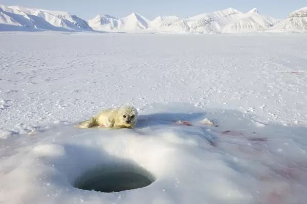 Ringed seal (Phoca hispida) pup, Billefjord, Svalbard, Spitzbergen, Artic
