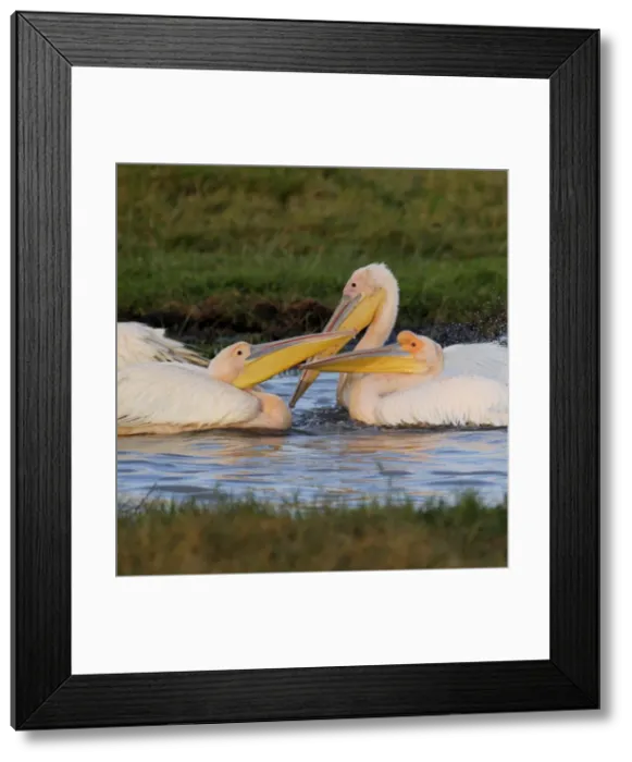 Framed Print : Pelicans, Lake Nakuru National Park, Kenya, East Africa, Africa Framed Print : Pelicans, Lake Nakuru National Park, Kenya, East Africa, Africa