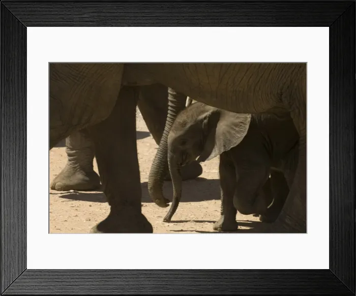 Framed Print : Elephant calf, Amboseli National Park, Kenya, East Africa, Africa Framed Print : Elephant calf, Amboseli National Park, Kenya, East Africa, Africa