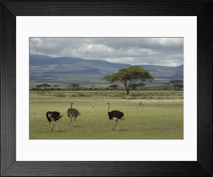 Framed Print : Ostrich, Amboseli National Park, Kenya, East Africa, Africa Framed Print : Ostrich, Amboseli National Park, Kenya, East Africa, Africa
