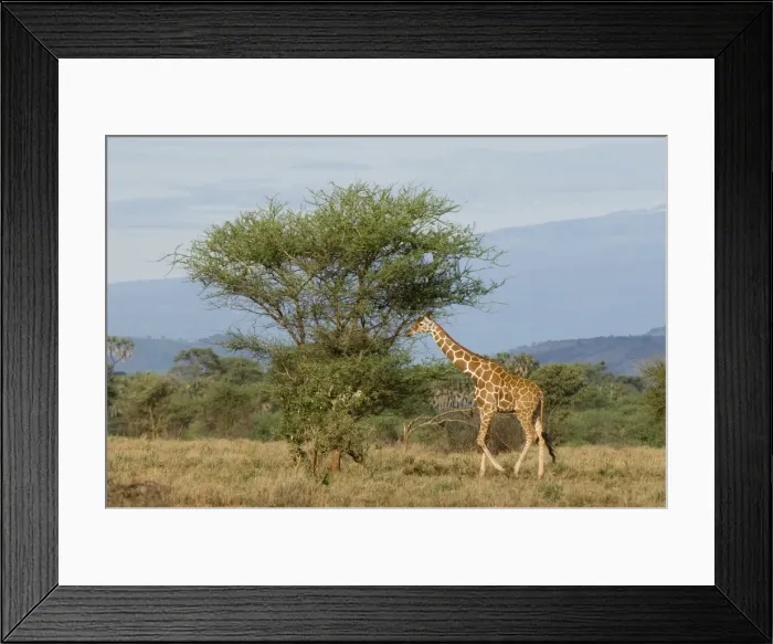 Framed Print : Reticulated giraffe, Meru National Park, Kenya, East Africa, Africa Framed Print : Reticulated giraffe, Meru National Park, Kenya, East Africa, Africa