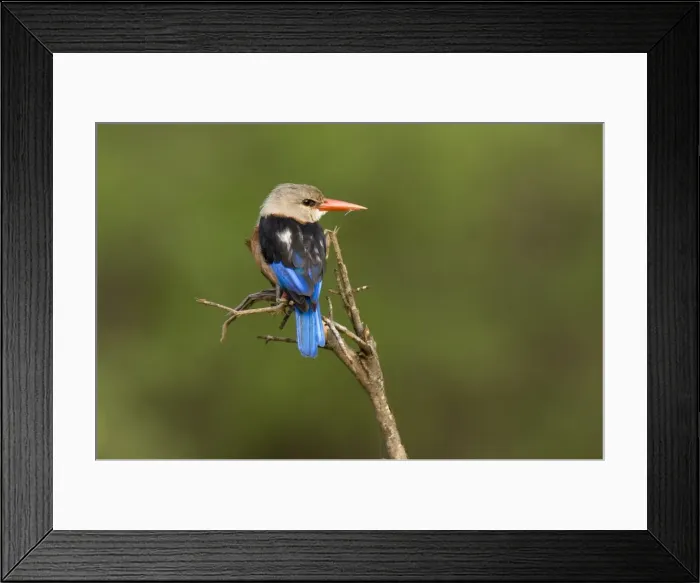 Framed Print : Brown-hooded kingfisher, Meru National Park, Kenya, East Africa, Africa Framed Print : Brown-hooded kingfisher, Meru National Park, Kenya, East Africa, Africa