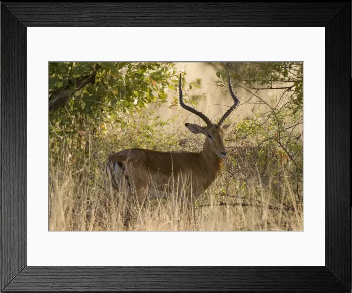 Framed Print : Impala, Meru National Park, Kenya, East Africa, Africa Framed Print : Impala, Meru National Park, Kenya, East Africa, Africa