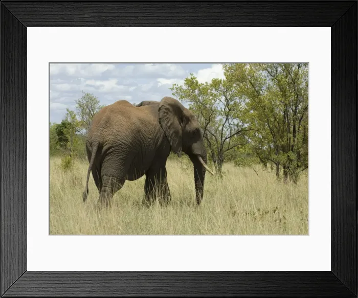 Framed Print : Elephant, Meru National Park, Kenya, East Africa, Africa Framed Print : Elephant, Meru National Park, Kenya, East Africa, Africa