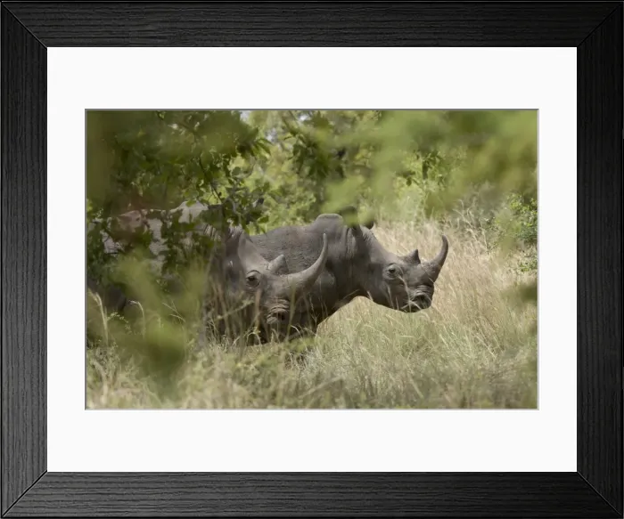 Framed Print : White rhinoceros, Meru National Park, Kenya, East Africa, Africa Framed Print : White rhinoceros, Meru National Park, Kenya, East Africa, Africa