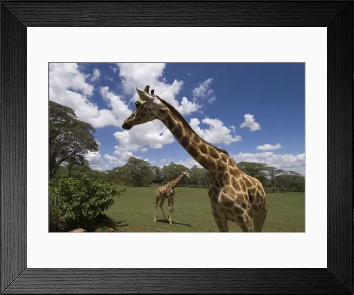 Framed Print : Rothschild giraffe, Giraffe Manor, Nairobi, Kenya, East Africa, Africa Framed Print : Rothschild giraffe, Giraffe Manor, Nairobi, Kenya, East Africa, Africa
