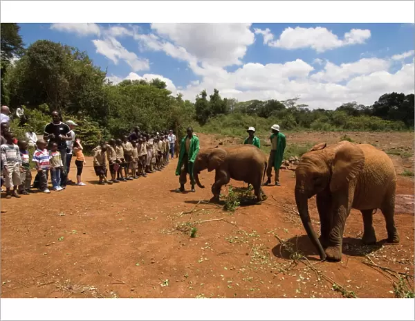 David Sheldrick Wildlife Trust, Elephant Orphanage, Nairobi, Kenya, East Africa, Africa