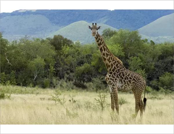 Masai giraffe, Tsavo West National Park, Kenya, East Africa, Africa
